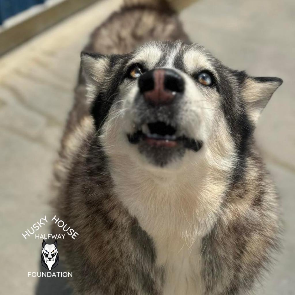 Enlarge Glacier, a Adoptable Husky in Eufaula, OK image 6/6