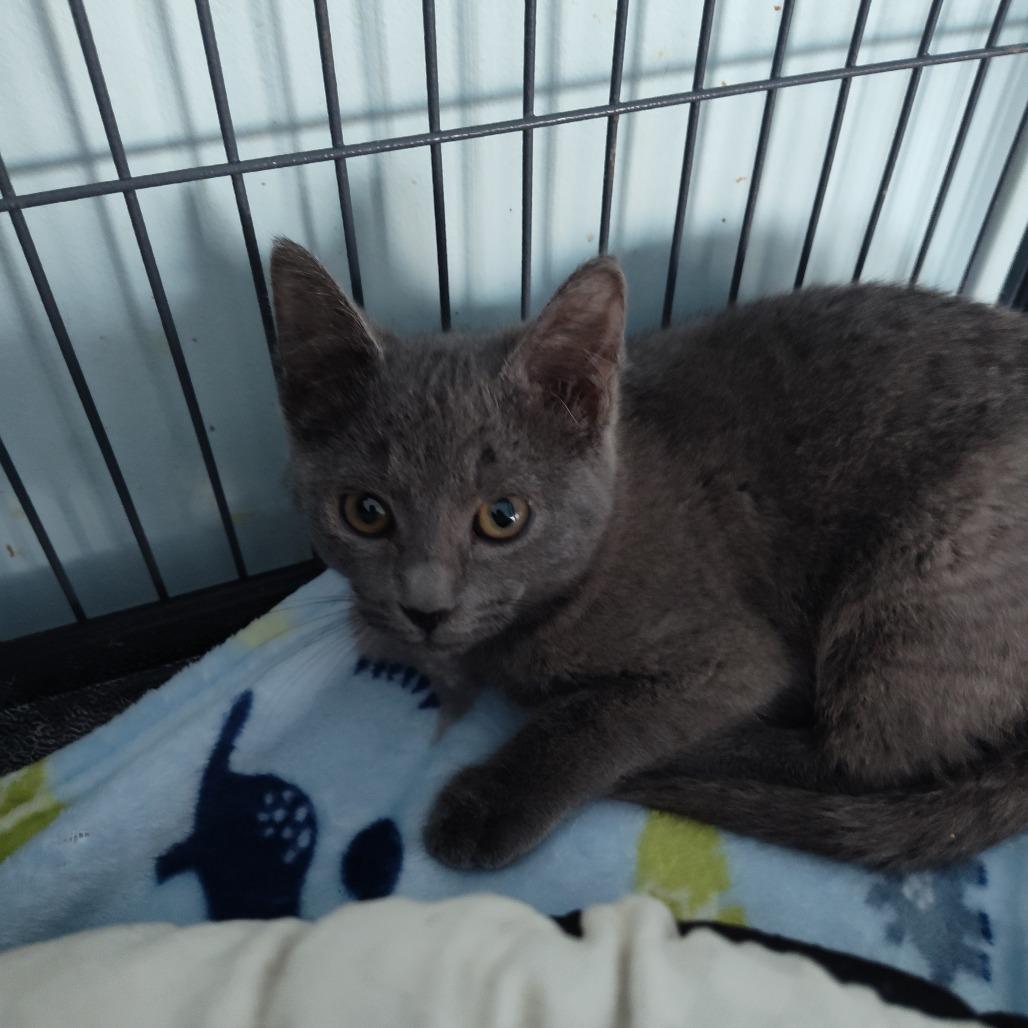 Enlarge Lily (26-110), a Adoptable Domestic Short Hair in Fort Smith, AR image 1/1