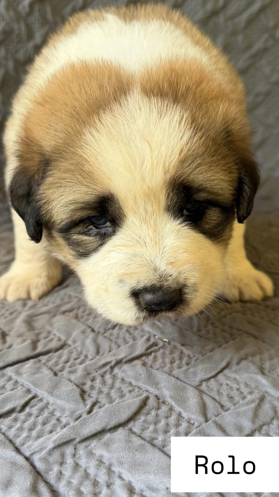 Rolo, ADOPTABLE, Puppy Female Great Pyrenees & German Shepherd Dog.