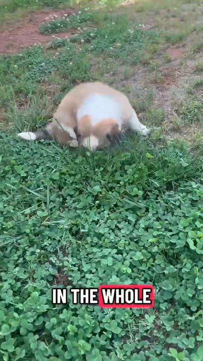Enlarge Rolo, a ADOPTABLE mixed breed in Claremont, NC video 2/2