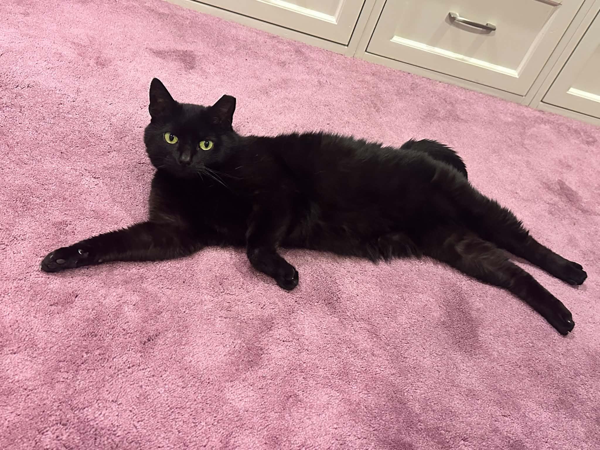 Mavis, a ADOPTABLE Domestic Short Hair in Royal Oak, MI image 2/6