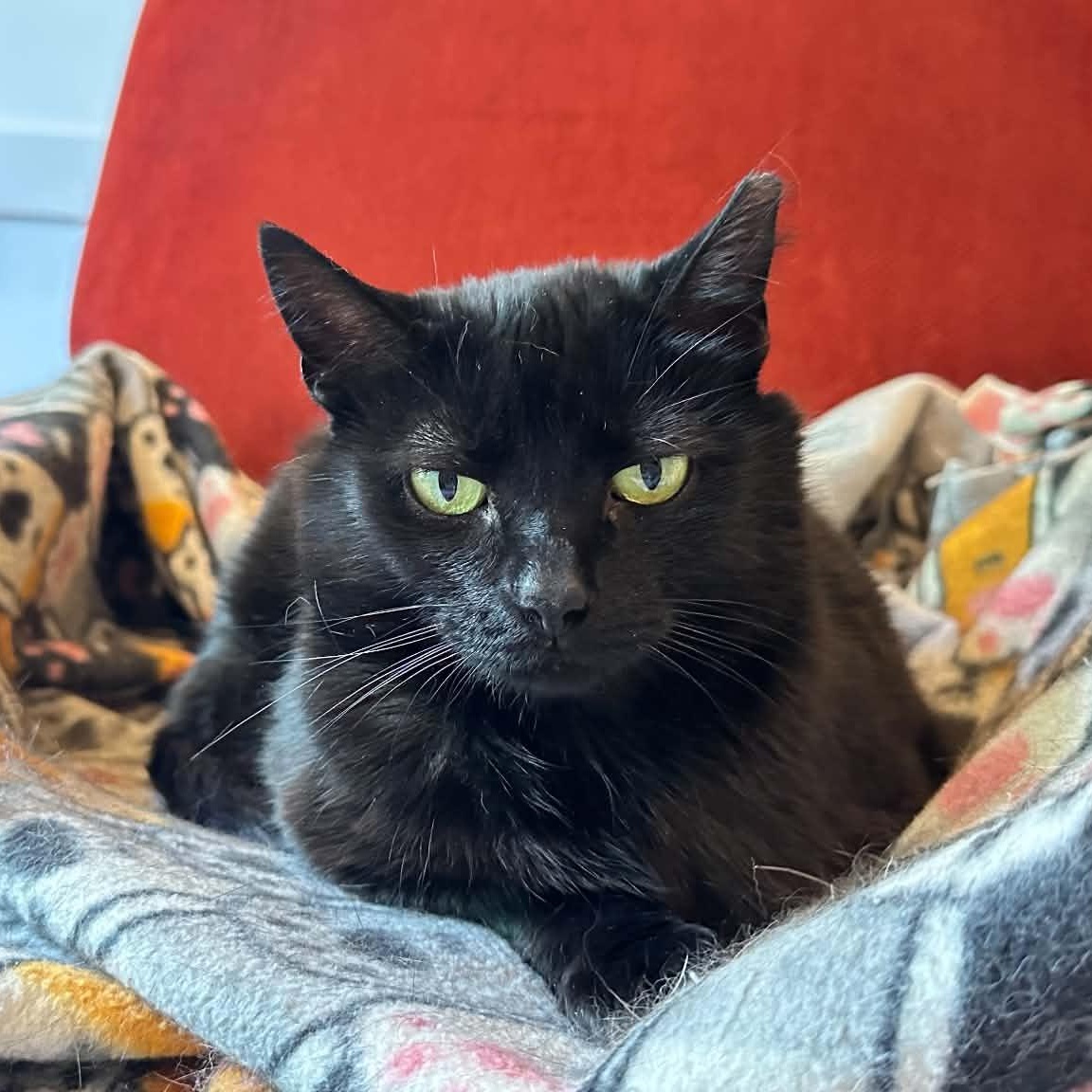 Mavis, ADOPTABLE, Adult Female Domestic Short Hair.