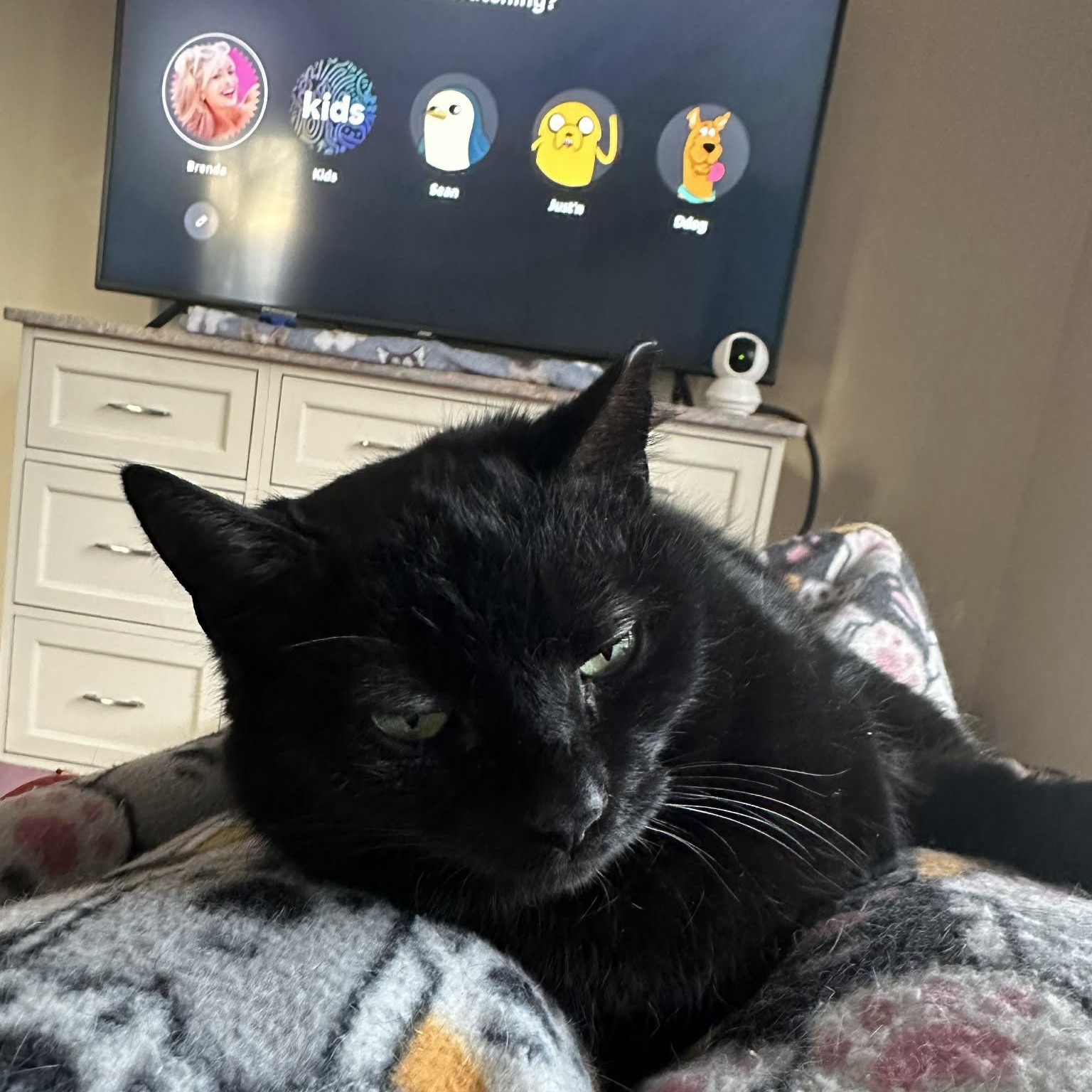 Enlarge Mavis, a ADOPTABLE Domestic Short Hair in Royal Oak, MI image 3/6