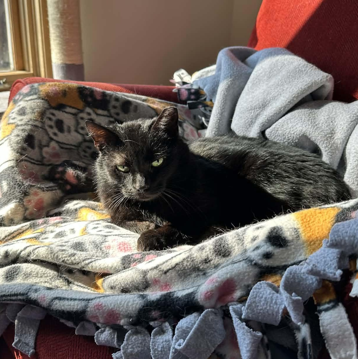 Enlarge Mavis, a ADOPTABLE Domestic Short Hair in Royal Oak, MI image 1/6