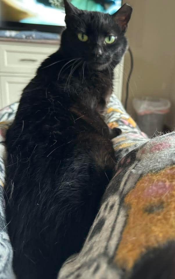 Enlarge Mavis, a ADOPTABLE Domestic Short Hair in Royal Oak, MI image 2/6