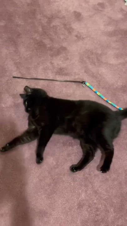Enlarge Mavis, a ADOPTABLE Domestic Short Hair in Royal Oak, MI video 6/6