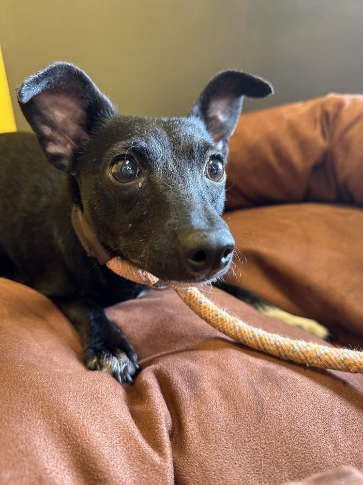Pretty Girl #5219, a Adoptable mixed breed in Studio City, CA image 2/6