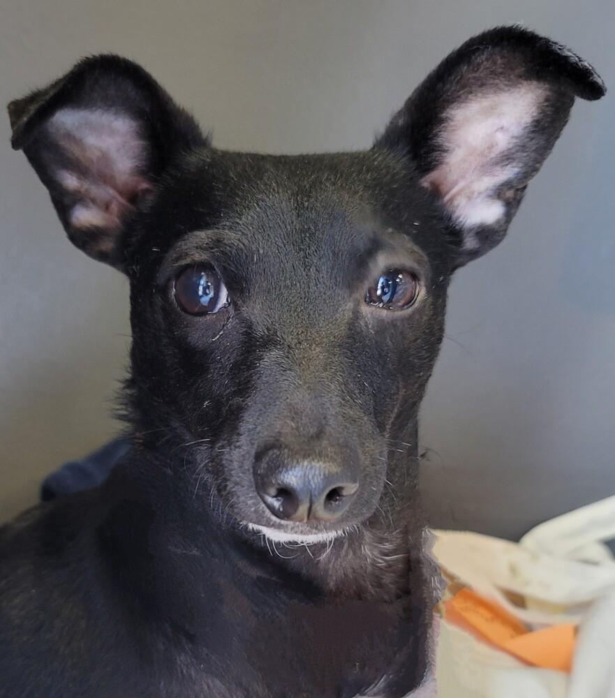 Pretty Girl #5219, a Adoptable mixed breed in Studio City, CA image 3/6