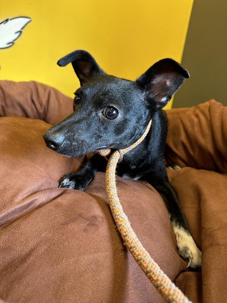 Pretty Girl #5219, a Adoptable mixed breed in Studio City, CA image 4/6