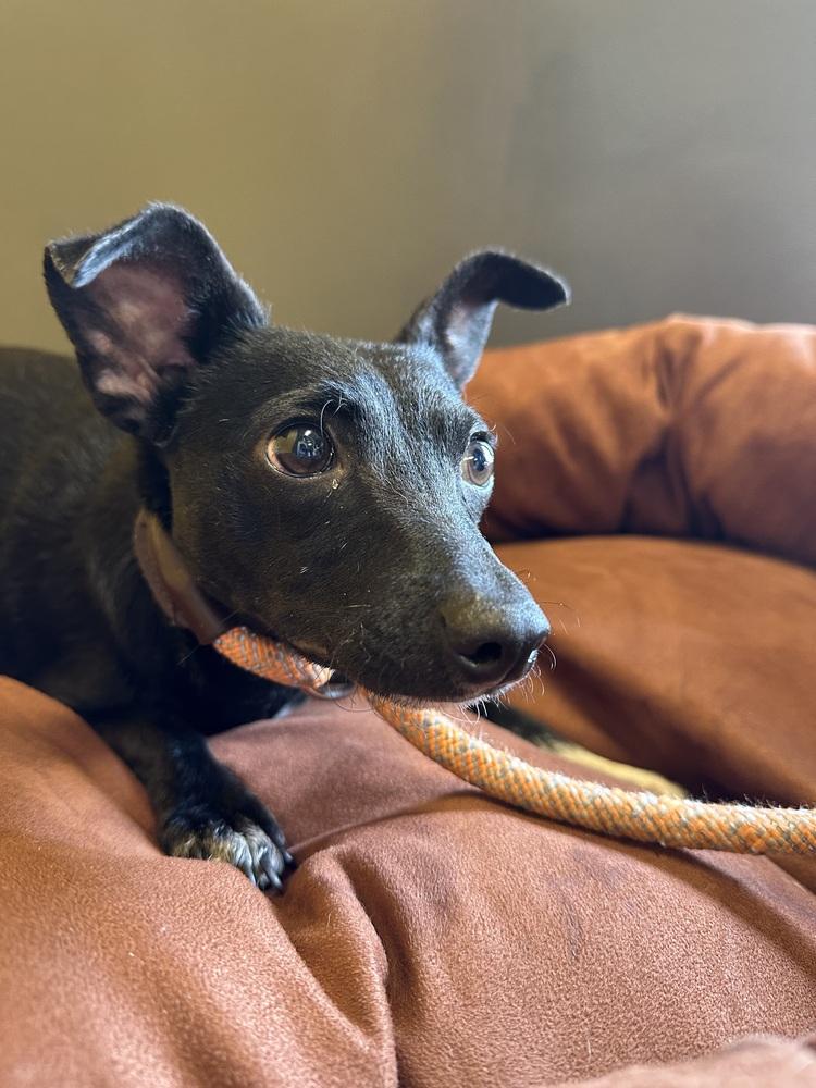 Pretty Girl #5219, a Adoptable mixed breed in Studio City, CA image 5/6