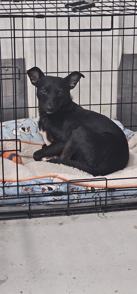 Pretty Girl #5219, a Adoptable mixed breed in Studio City, CA image 6/6