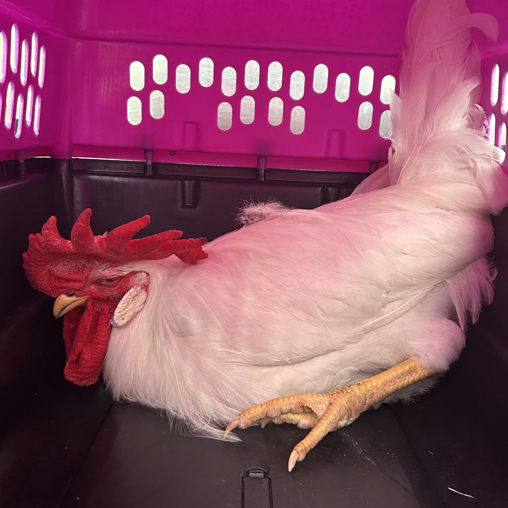 Enlarge Foghorn Leghorn, a Adoptable mixed breed in League City, TX image 1/1