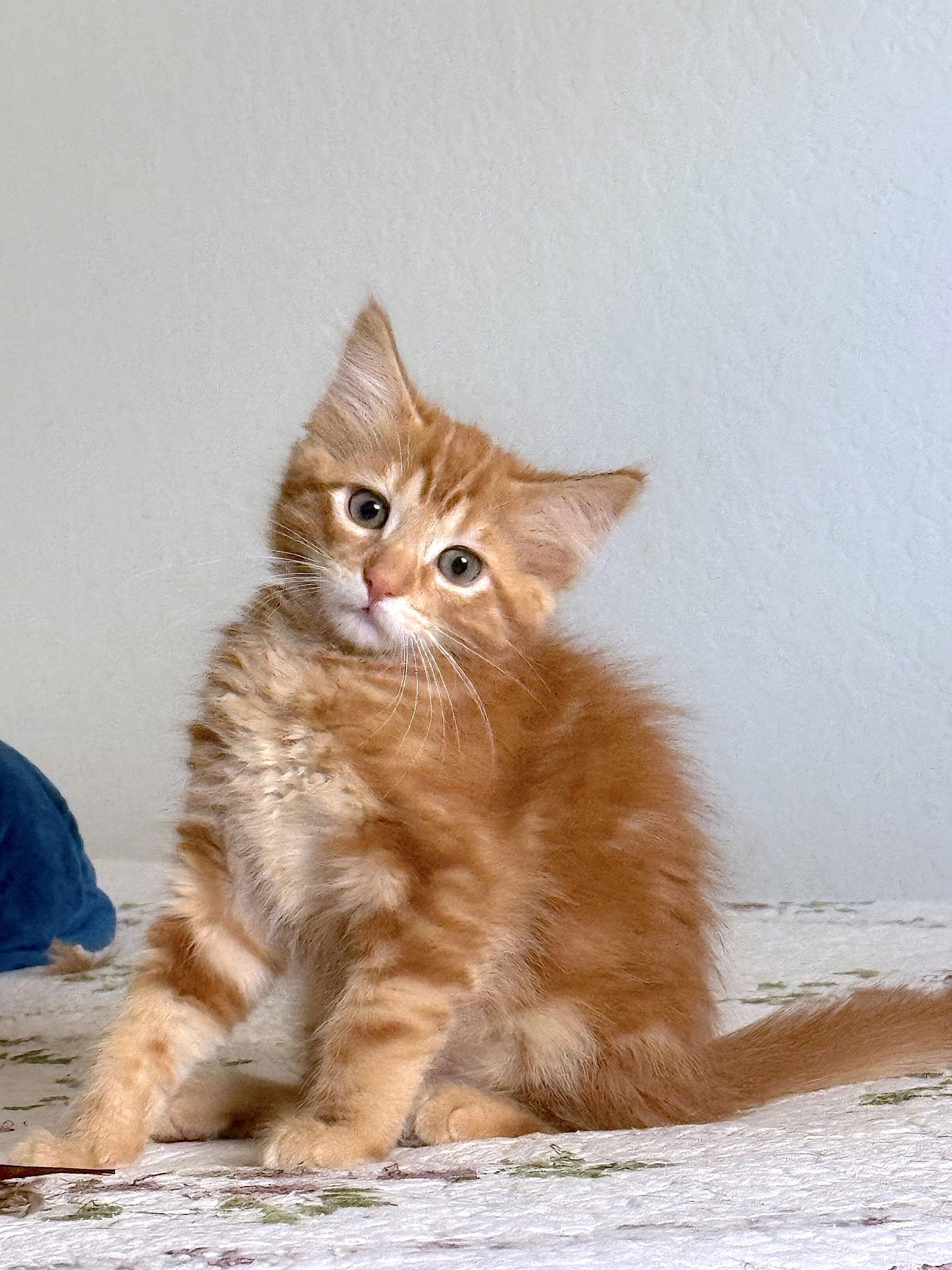 Enlarge Tang, a Adopted Domestic Medium Hair in Fremont, CA image 1/3
