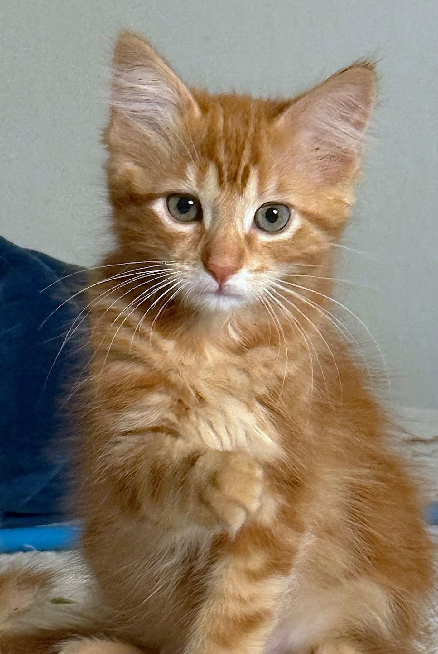 Enlarge Tang, a Adopted Domestic Medium Hair in Fremont, CA image 2/3