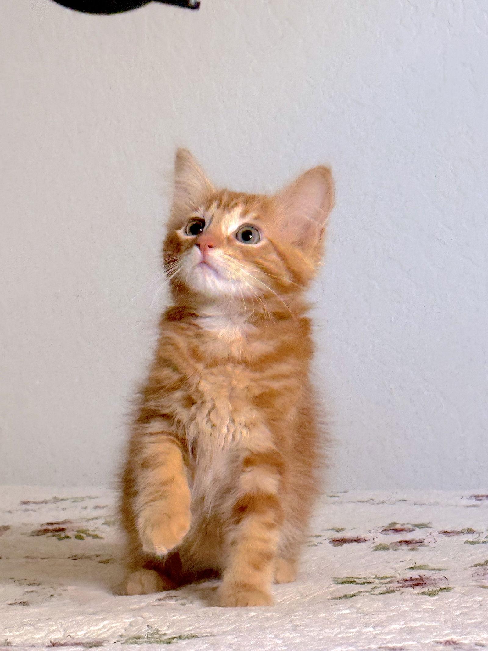 Enlarge Tang, a Adopted Domestic Medium Hair in Fremont, CA image 3/3