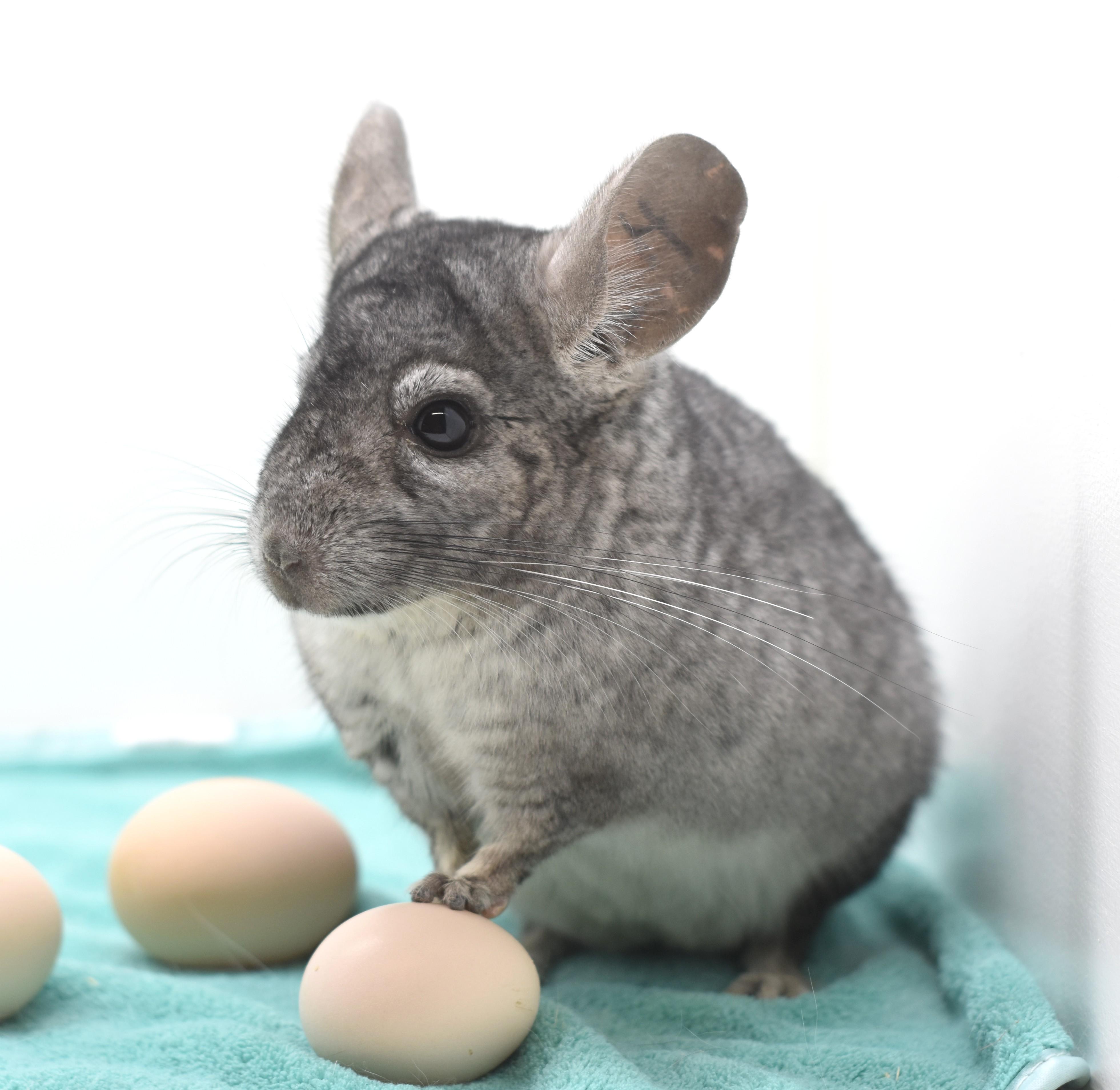 Enlarge Orion , an adopted Chinchilla in Wolcott, IN image 4/4