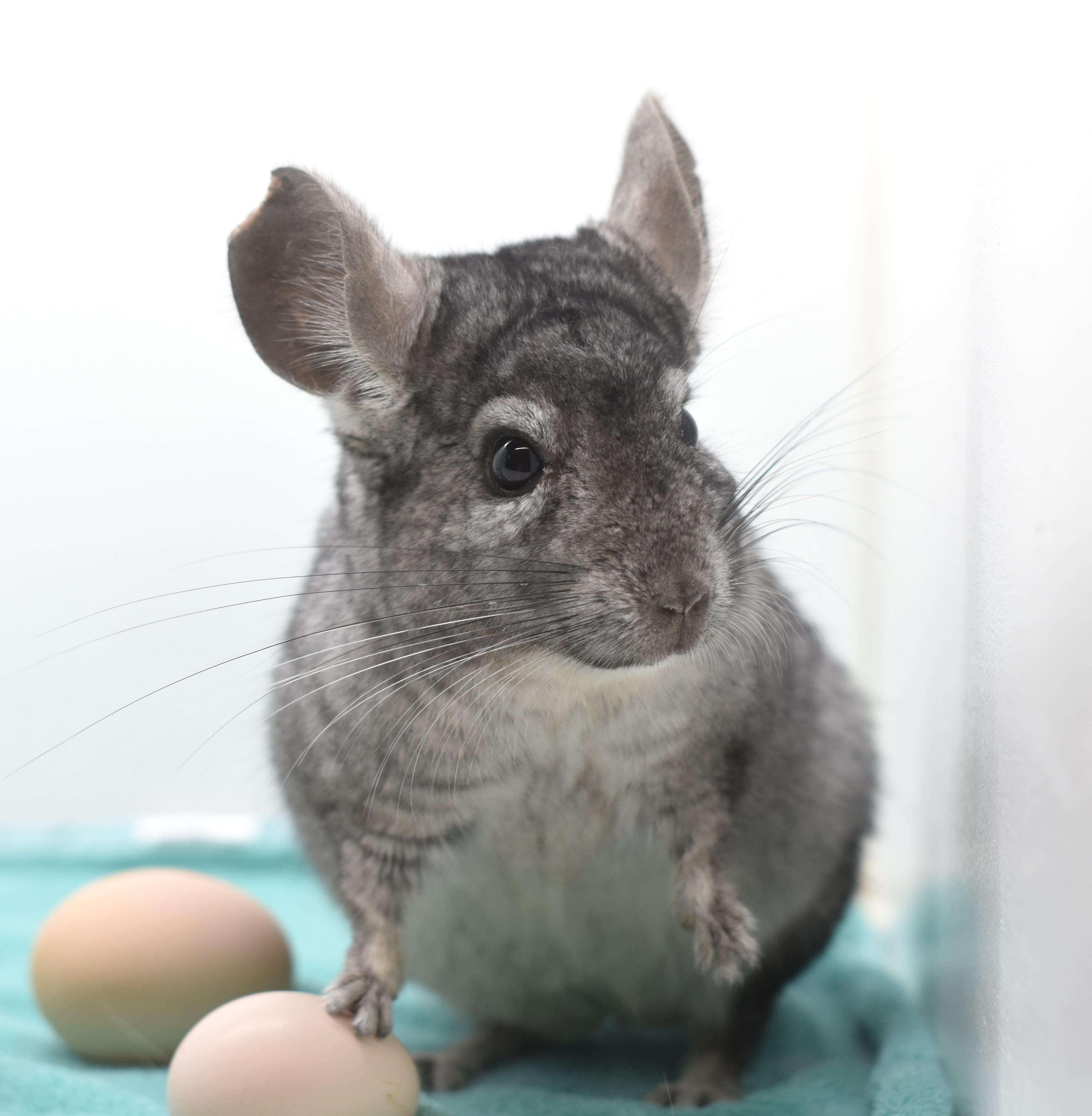 Enlarge Orion , an adopted Chinchilla in Wolcott, IN image 3/4
