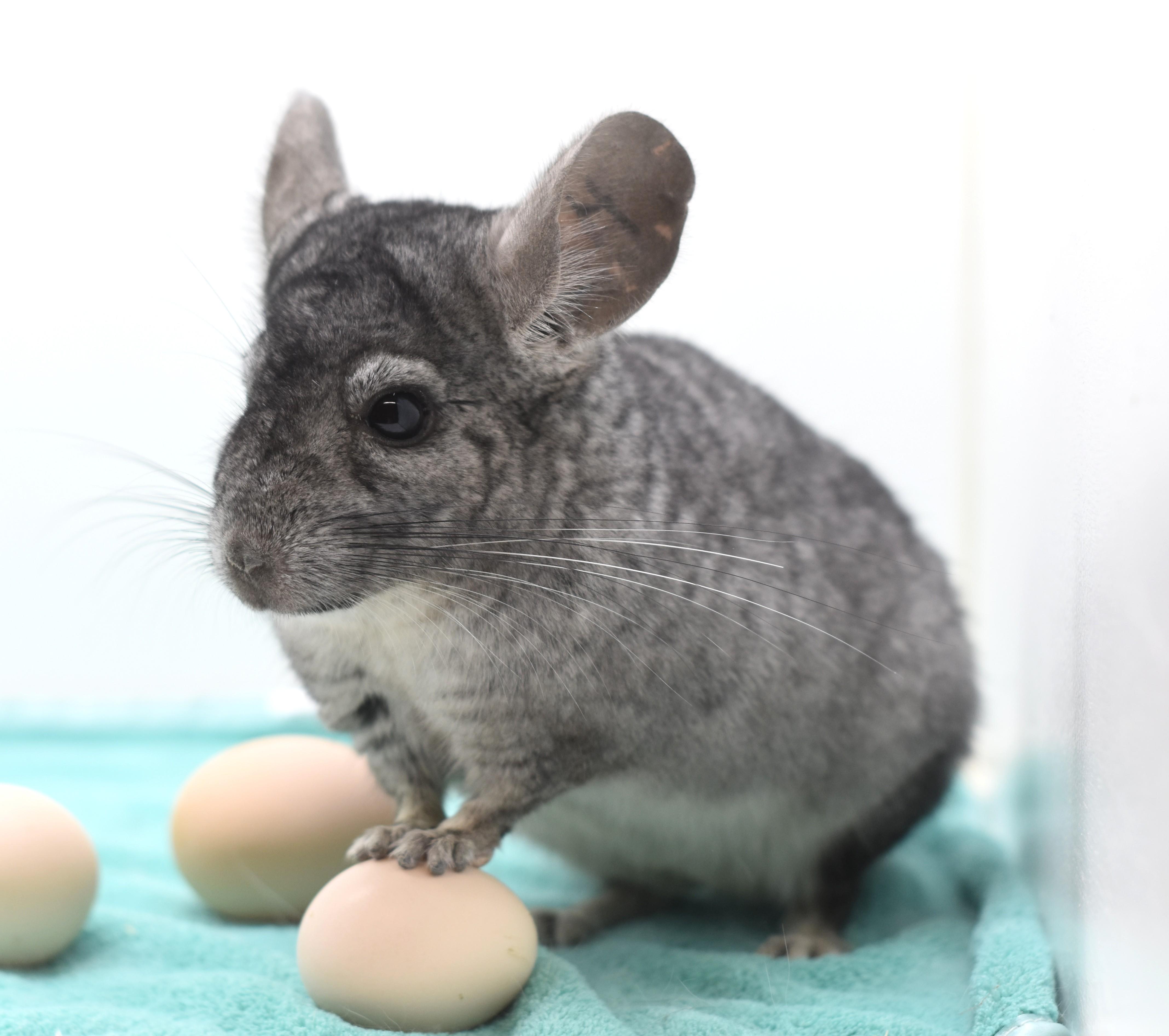 Enlarge Orion , an adopted Chinchilla in Wolcott, IN image 2/4