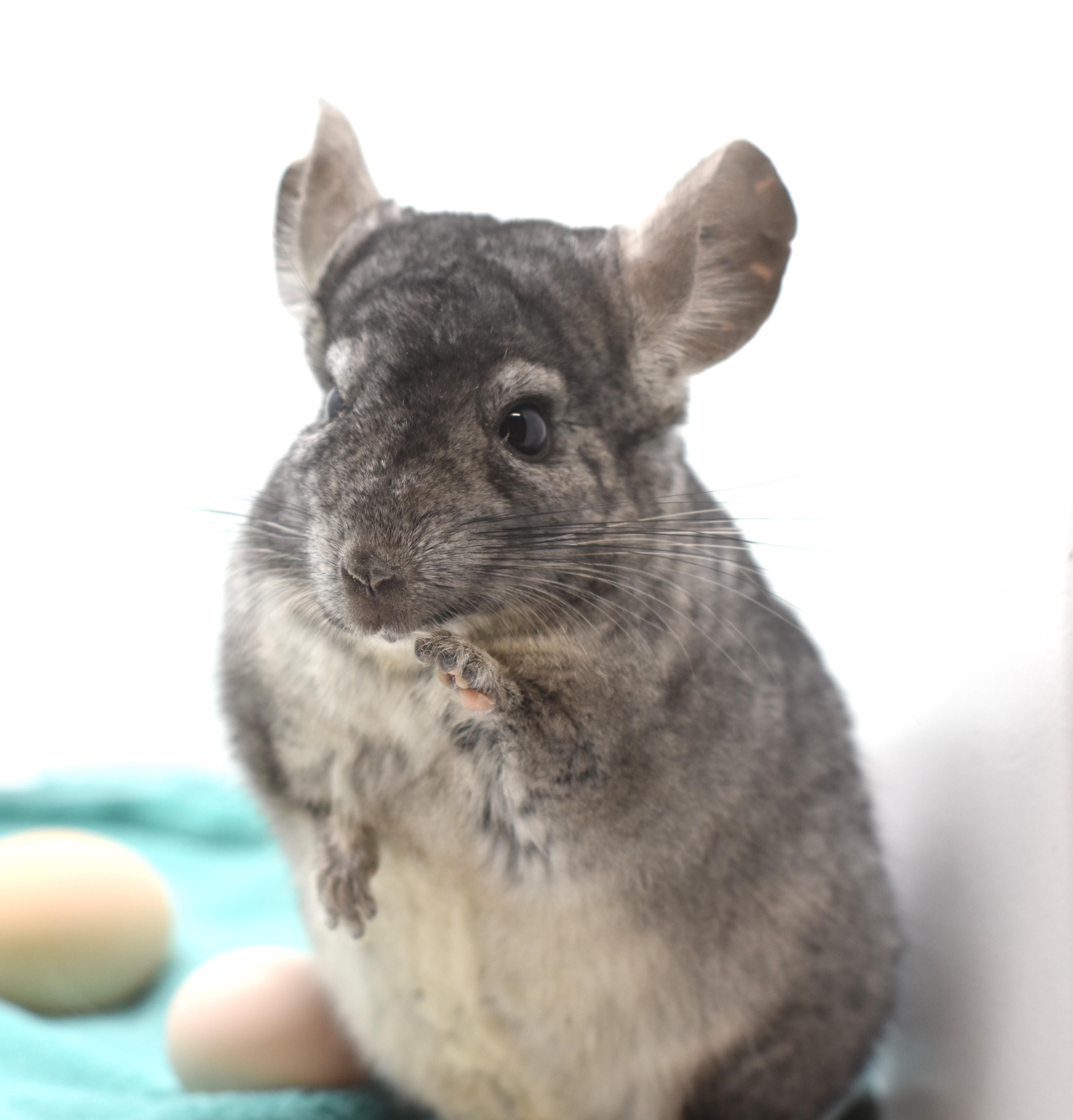 Orion , adopted, Adult Male Chinchilla.