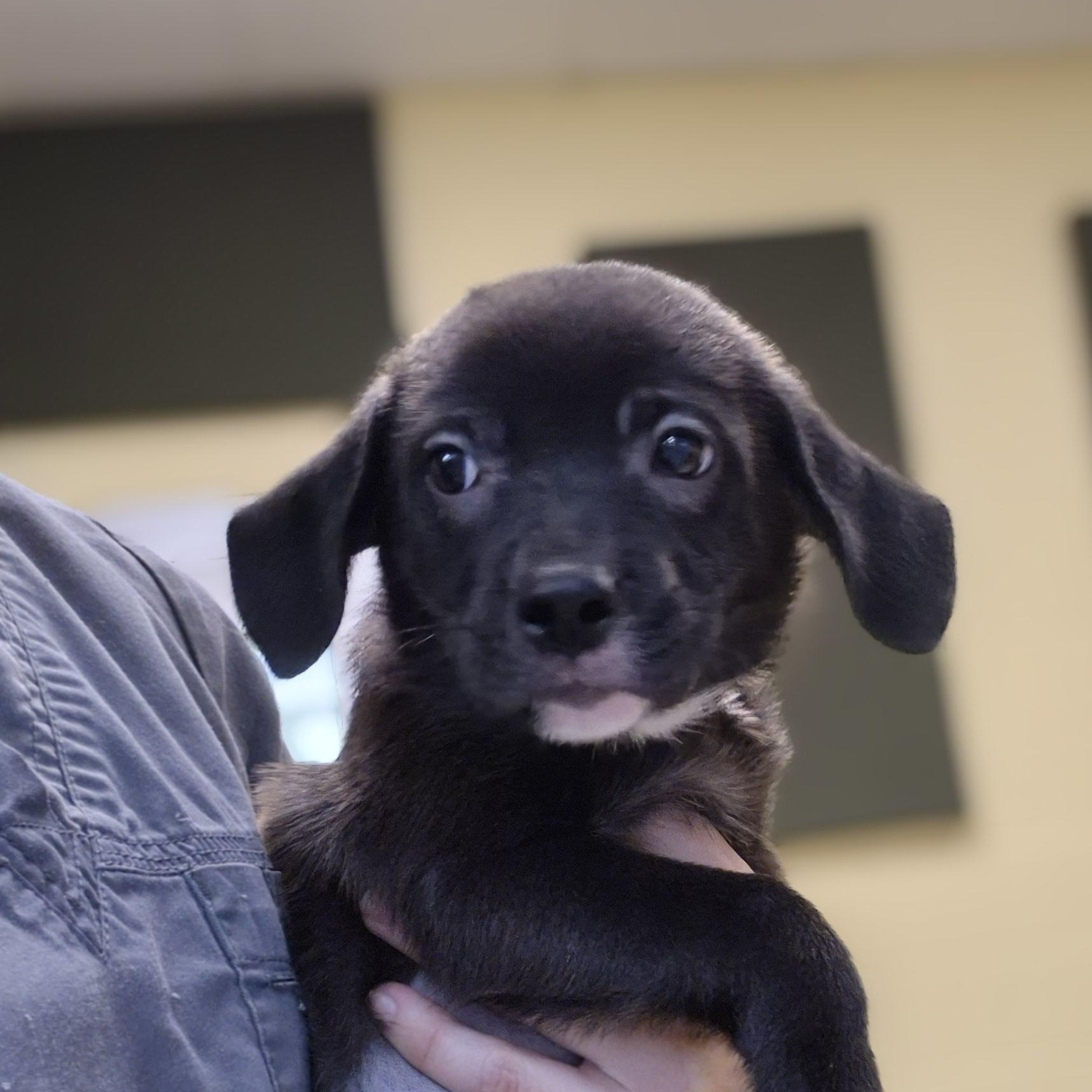 Enlarge Dr. Yang, a ADOPTABLE mixed breed in Schertz, TX image 3/3