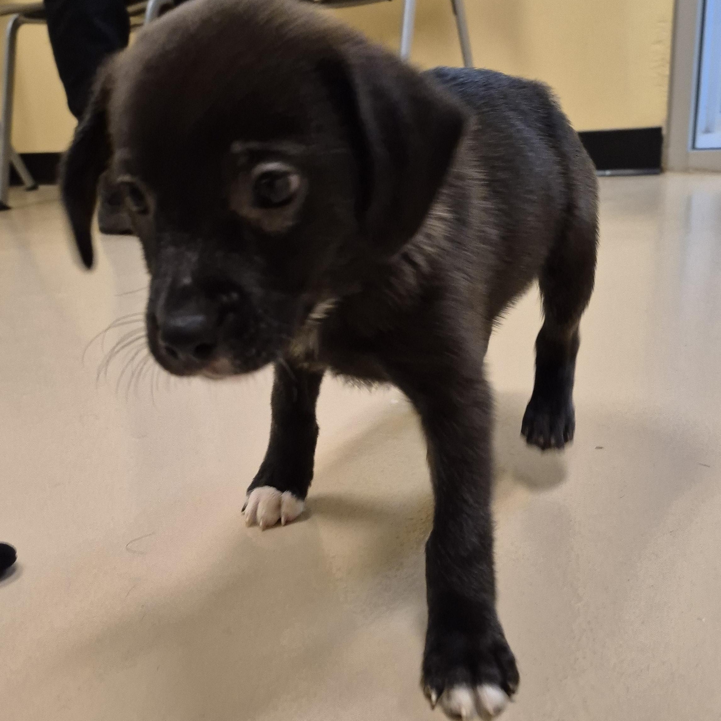 Dr. Yang, ADOPTABLE, Young Female Labrador Retriever.
