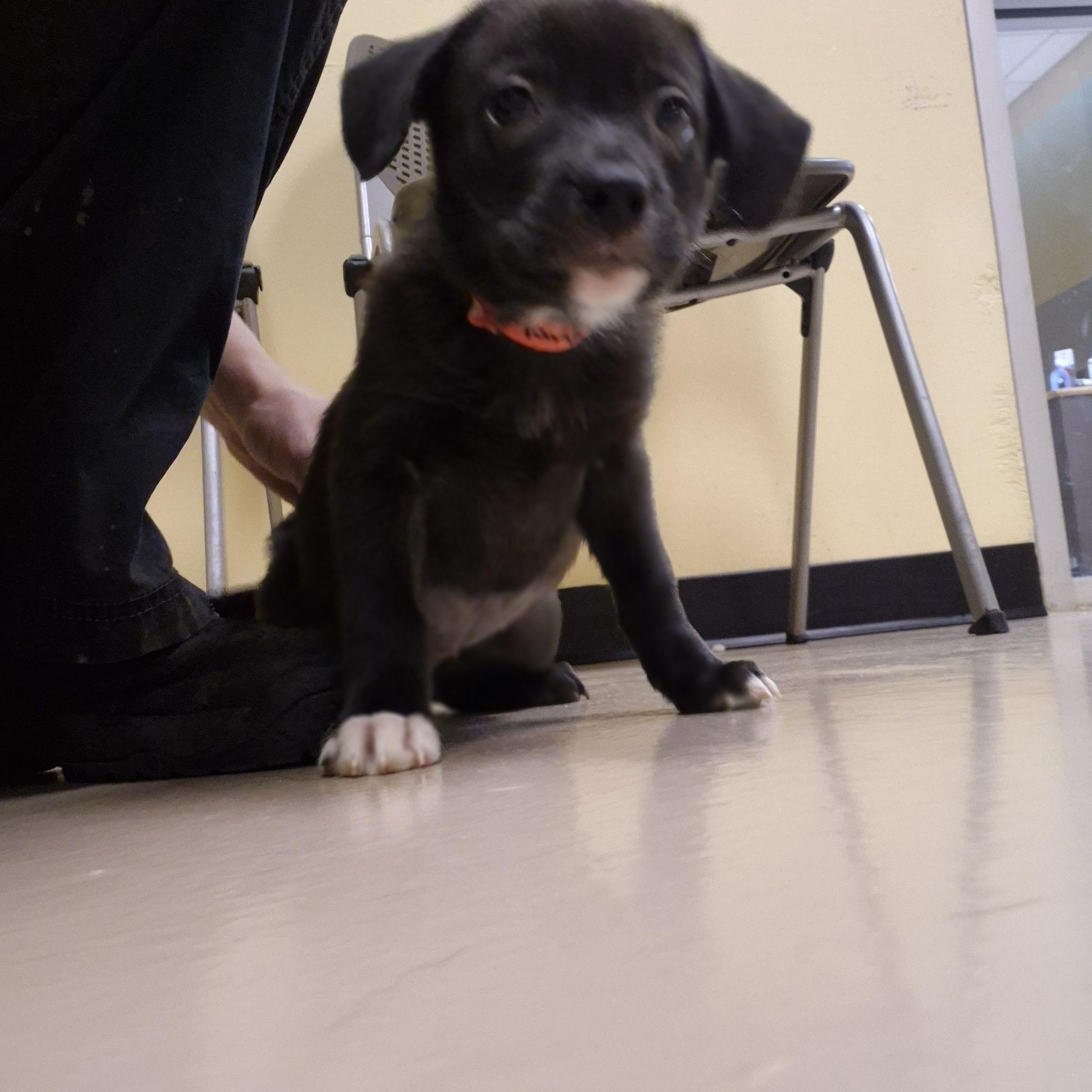 Enlarge Dr. Yang, a ADOPTABLE mixed breed in Schertz, TX image 2/3