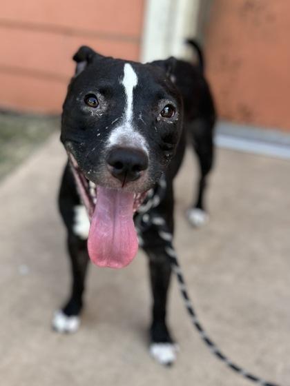 Etheridge thumbnail 3