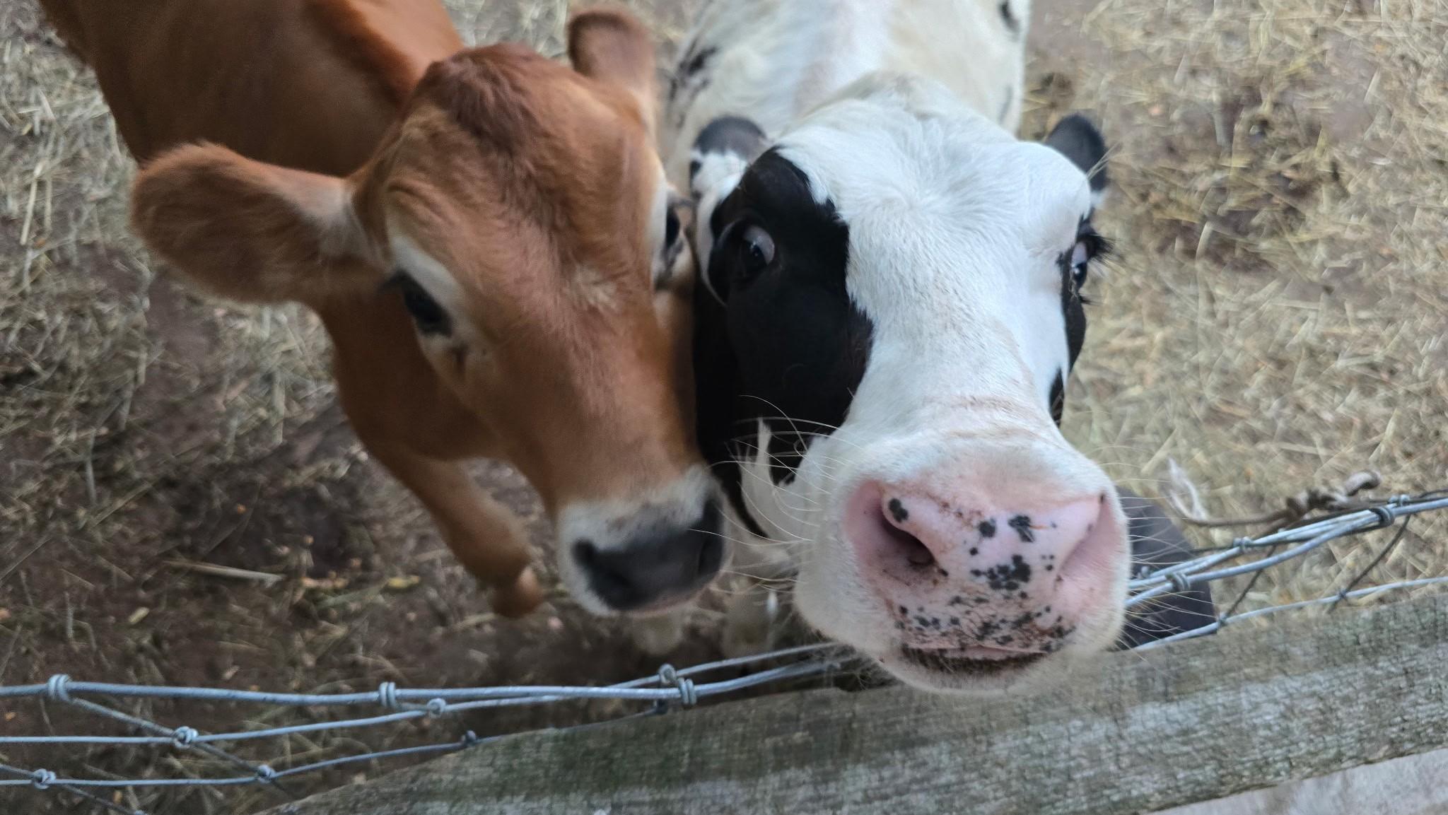 Jarett and Happy, Adoptable, Young Male Cow.