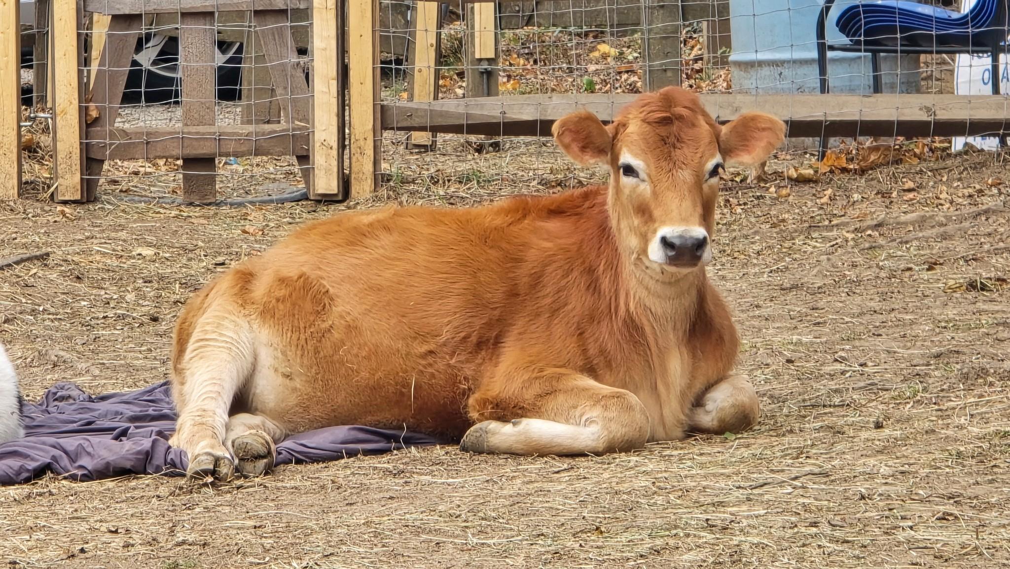 Enlarge Jarett and Happy, a Adoptable Cow in Dresher, PA image 4/5