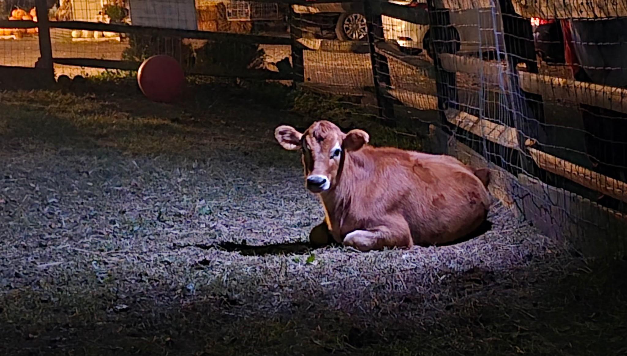 Enlarge Jarett and Happy, a Adoptable Cow in Dresher, PA image 5/5
