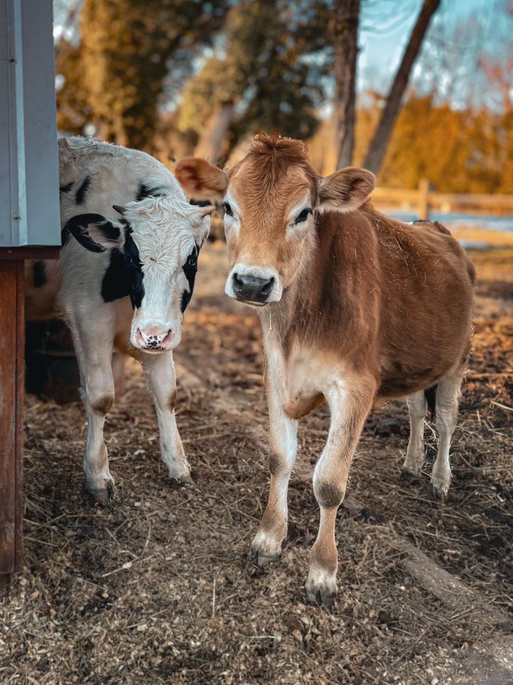 Jarett and Happy, Adoptable, Young Male Holstein & Jersey.