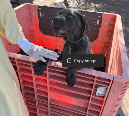 Enlarge UNKNOWN, a Adoptable Cane Corso in Rancho Cucamonga, CA image 1/1