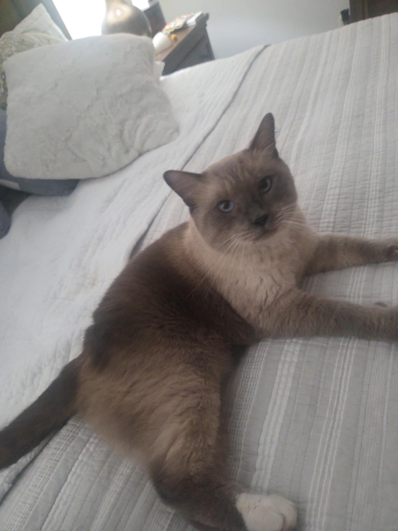 Enlarge Pharoah, a Adopted Siamese in Woodmere, NY image 1/3