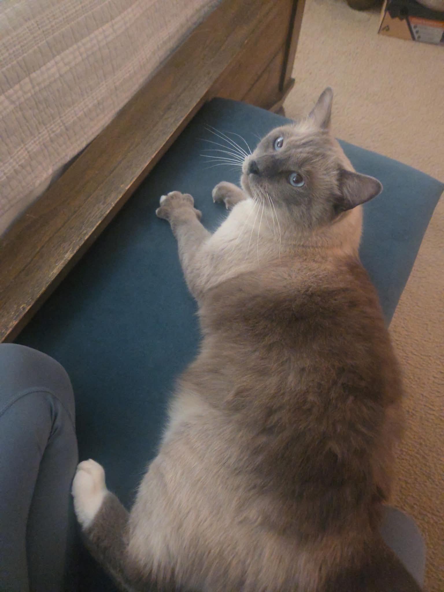 Enlarge Pharoah, a Adopted Siamese in Woodmere, NY image 3/3