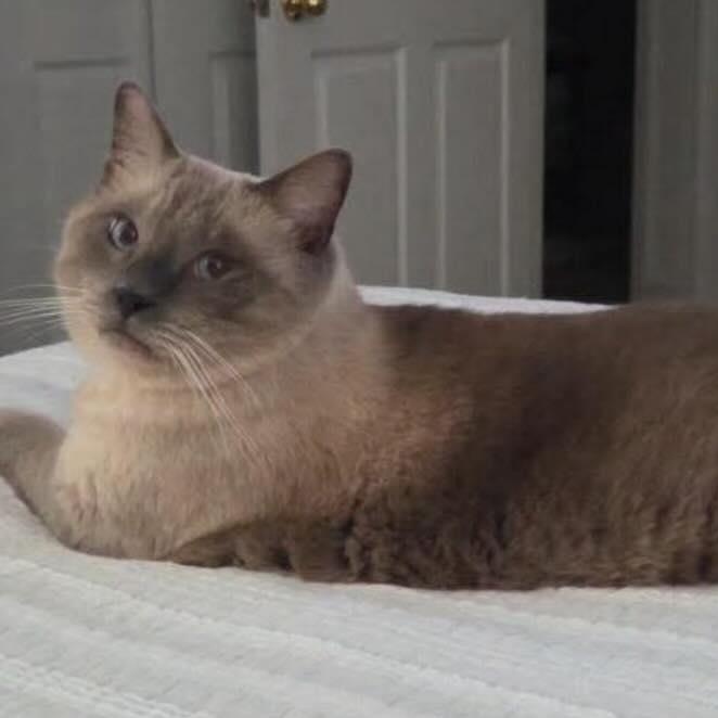 Enlarge Pharoah, a Adopted Siamese in Woodmere, NY image 2/3