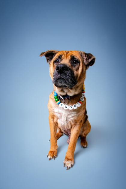 Thurgood, Adoptable, Senior Male Mixed Breed & Mixed Breed.