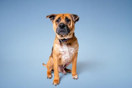 Enlarge Thurgood, a Adoptable mixed breed in Sevierville, TN image 2/3