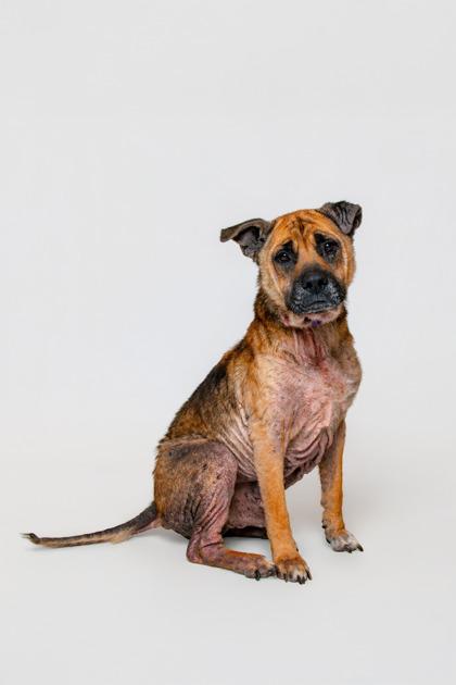 Enlarge Thurgood, a Adoptable mixed breed in Sevierville, TN image 3/3