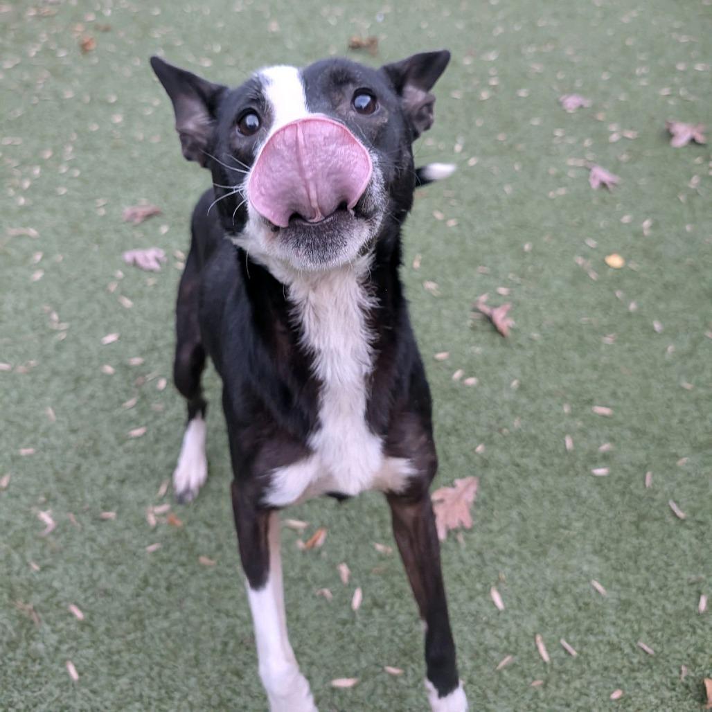 Enlarge Calzone, a Adoptable Mixed Breed in Greensboro, NC image 1/6