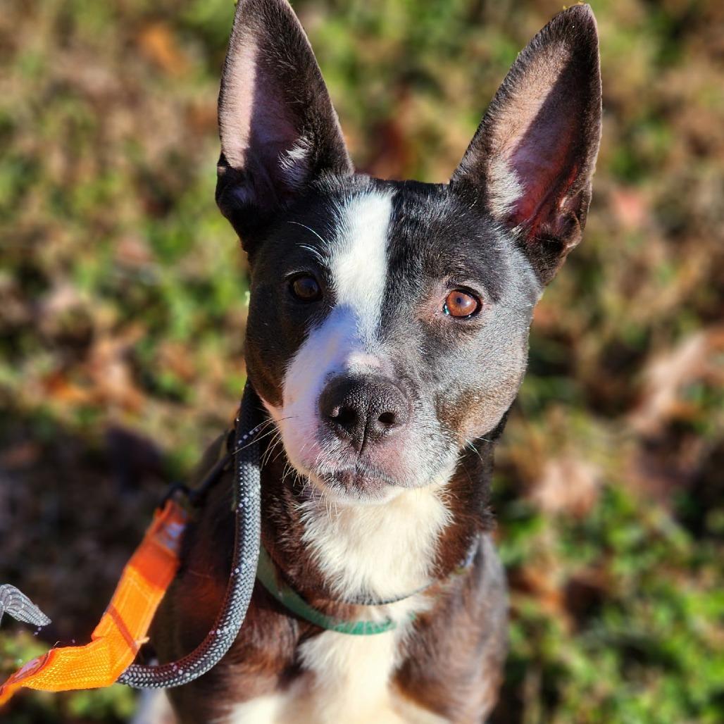 Enlarge Calzone, a Adoptable Mixed Breed in Greensboro, NC image 2/6