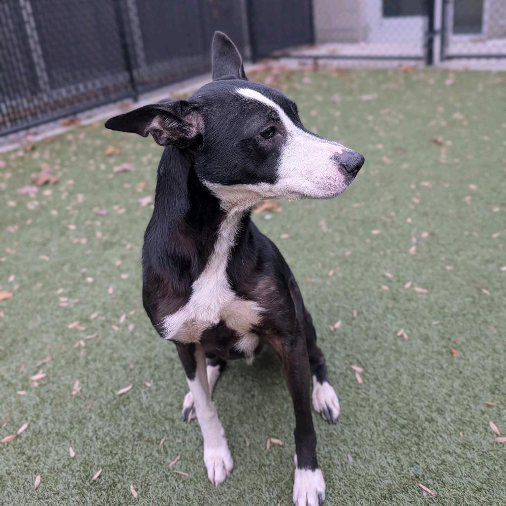 Enlarge Calzone, a Adoptable Mixed Breed in Greensboro, NC image 3/6