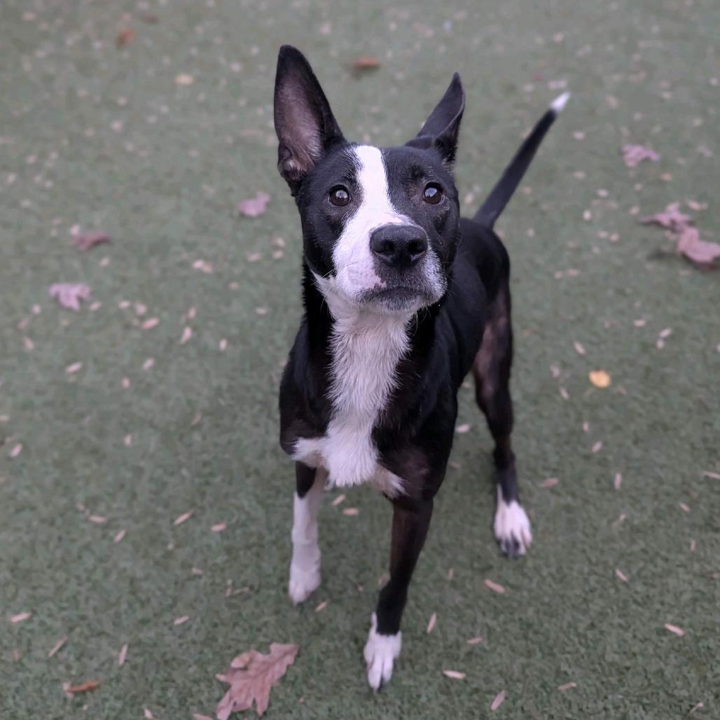 Enlarge Calzone, a Adoptable Mixed Breed in Greensboro, NC image 4/6