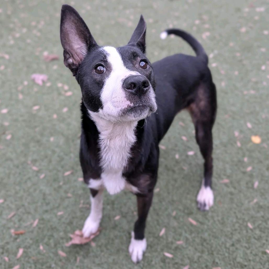 Enlarge Calzone, a Adoptable Mixed Breed in Greensboro, NC image 5/6
