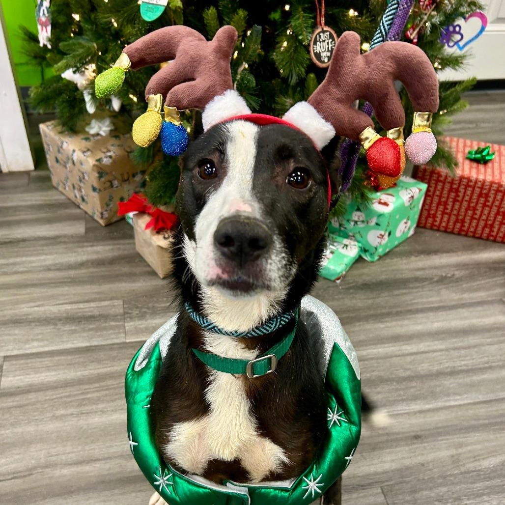 Enlarge Calzone, a Adoptable Mixed Breed in Greensboro, NC image 6/6