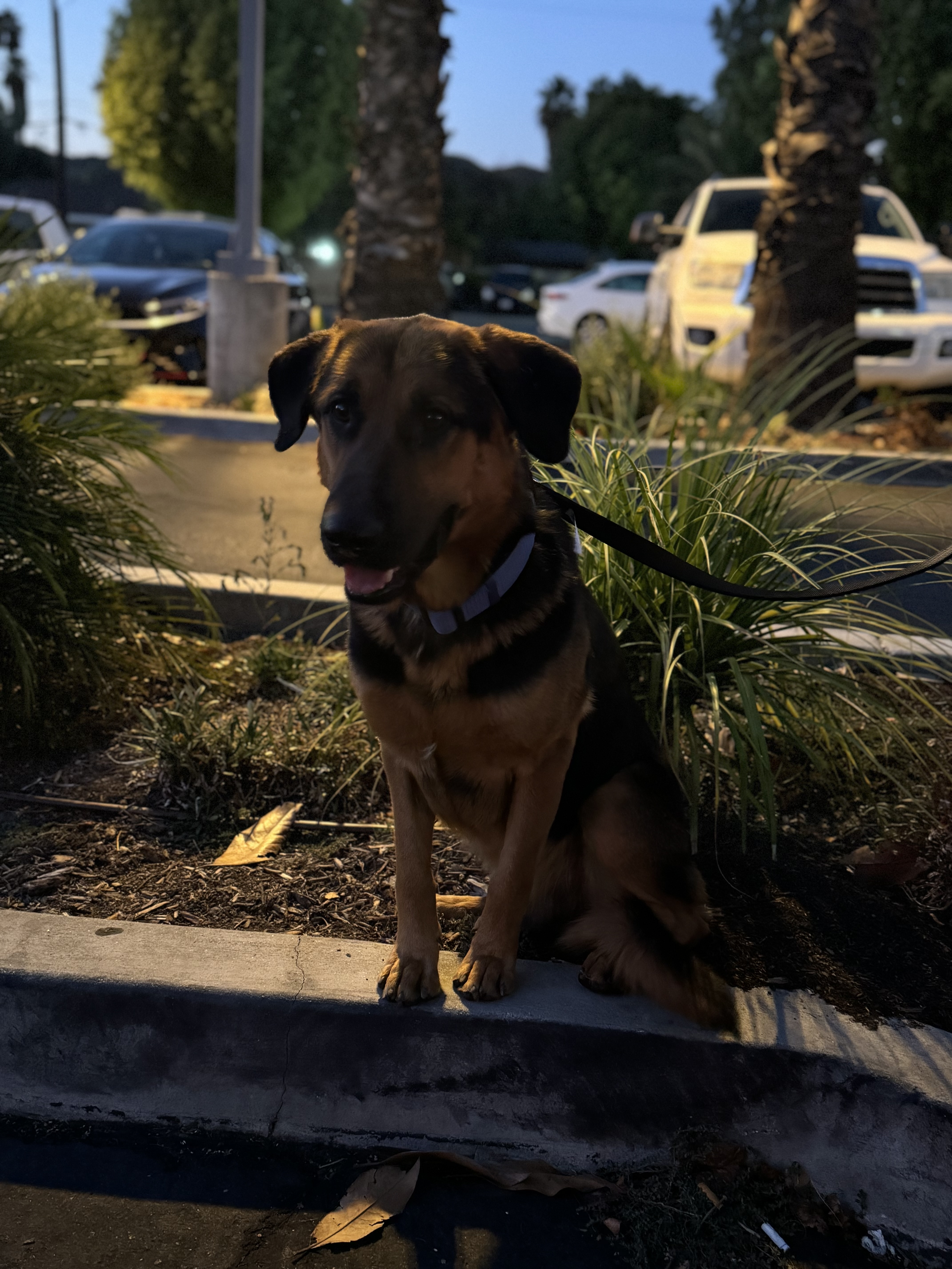 Poncho, a Adoptable mixed breed in Hesperia, CA image 2/5