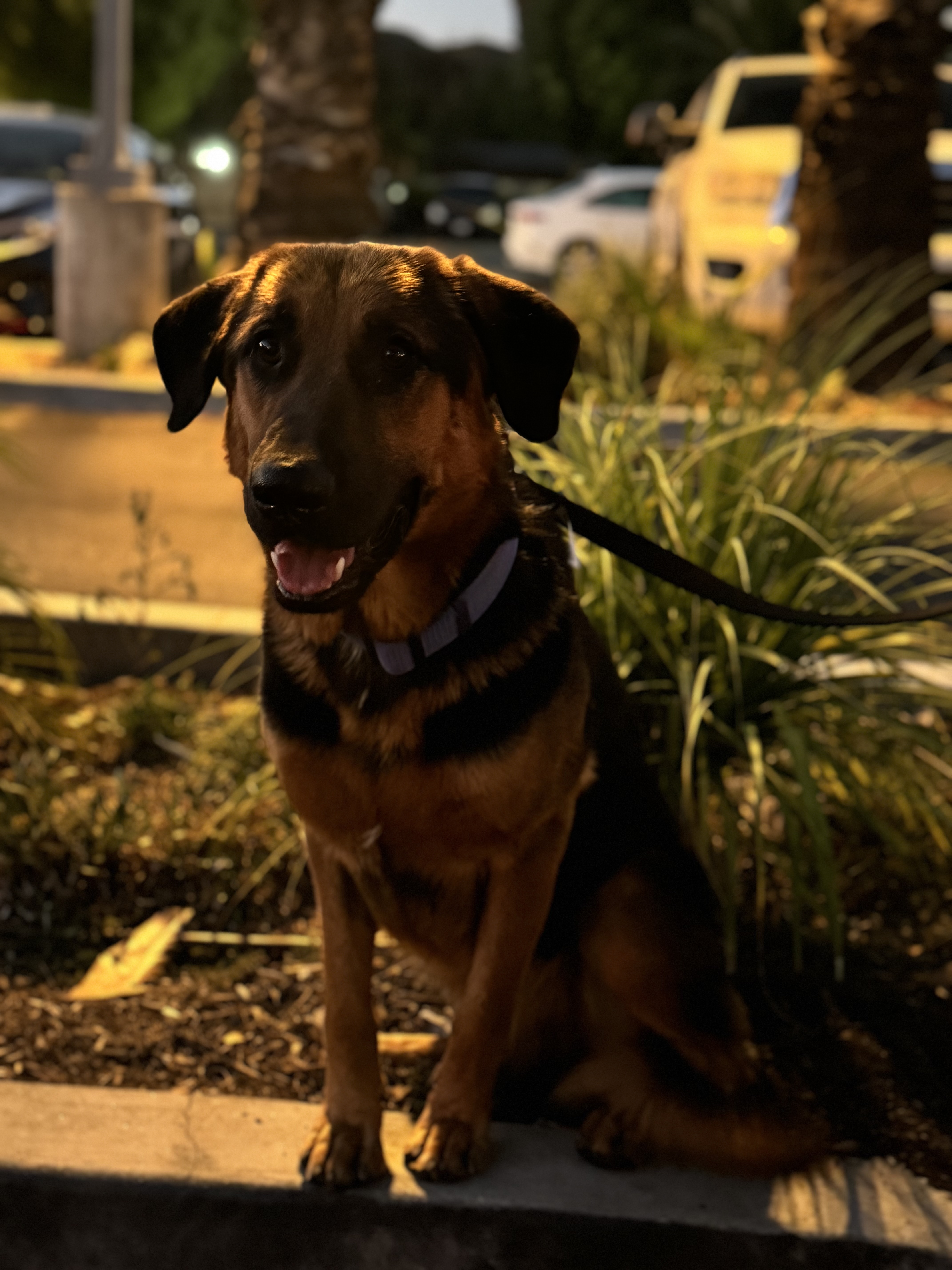 Poncho, a Adoptable mixed breed in Hesperia, CA image 4/5