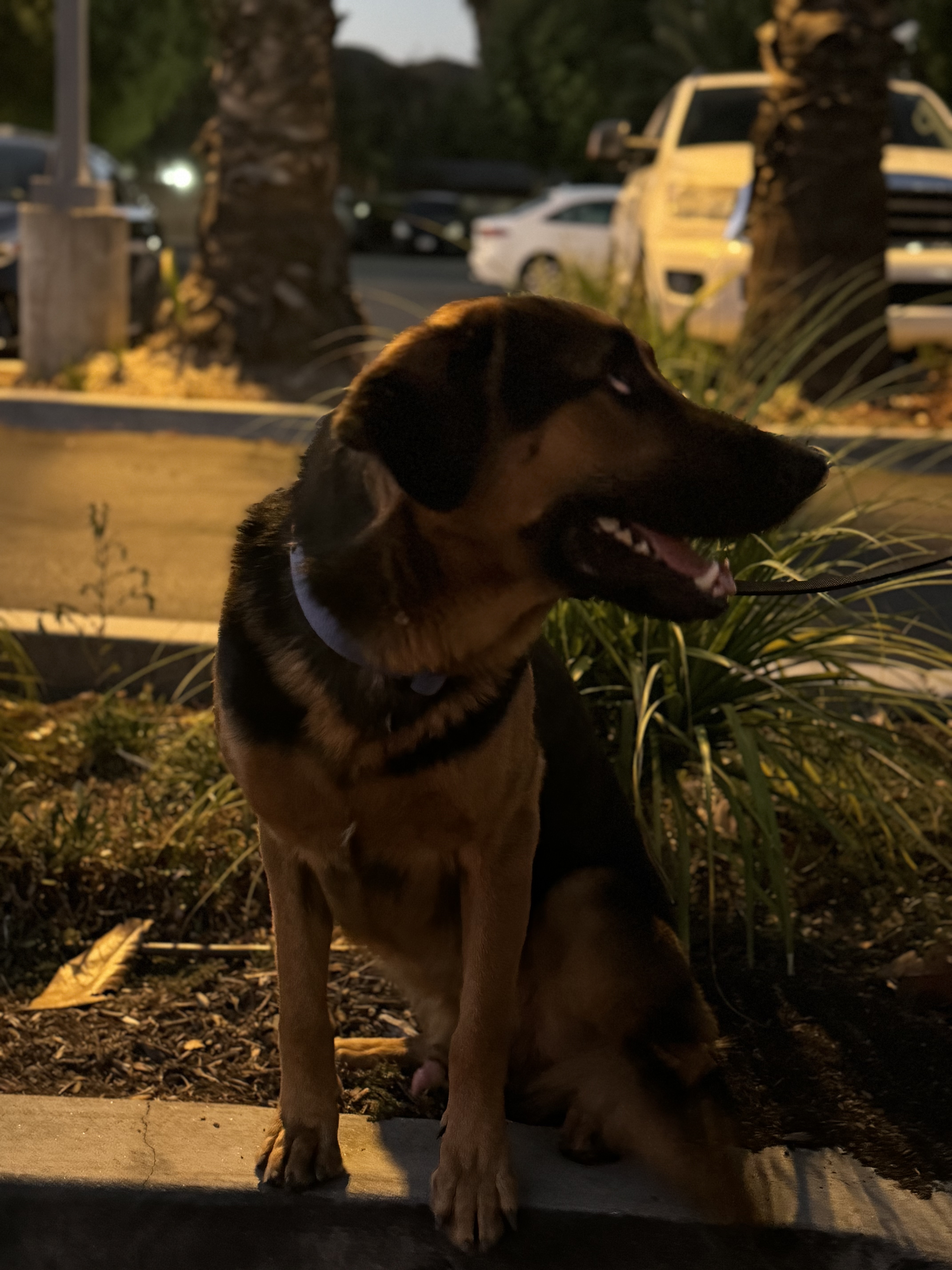 Poncho, a Adoptable mixed breed in Hesperia, CA image 5/5