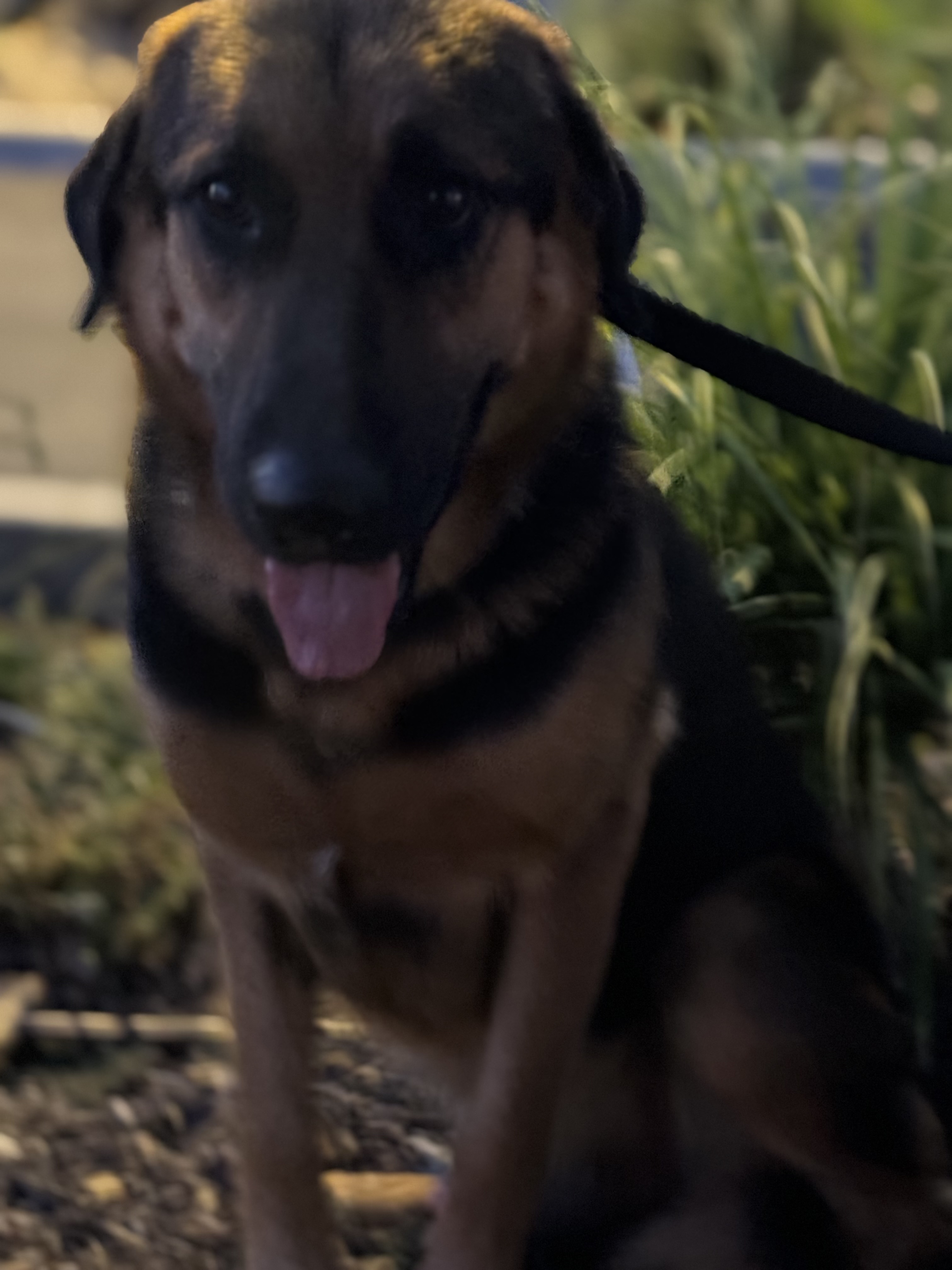 Poncho, a Adoptable mixed breed in Hesperia, CA image 1/5