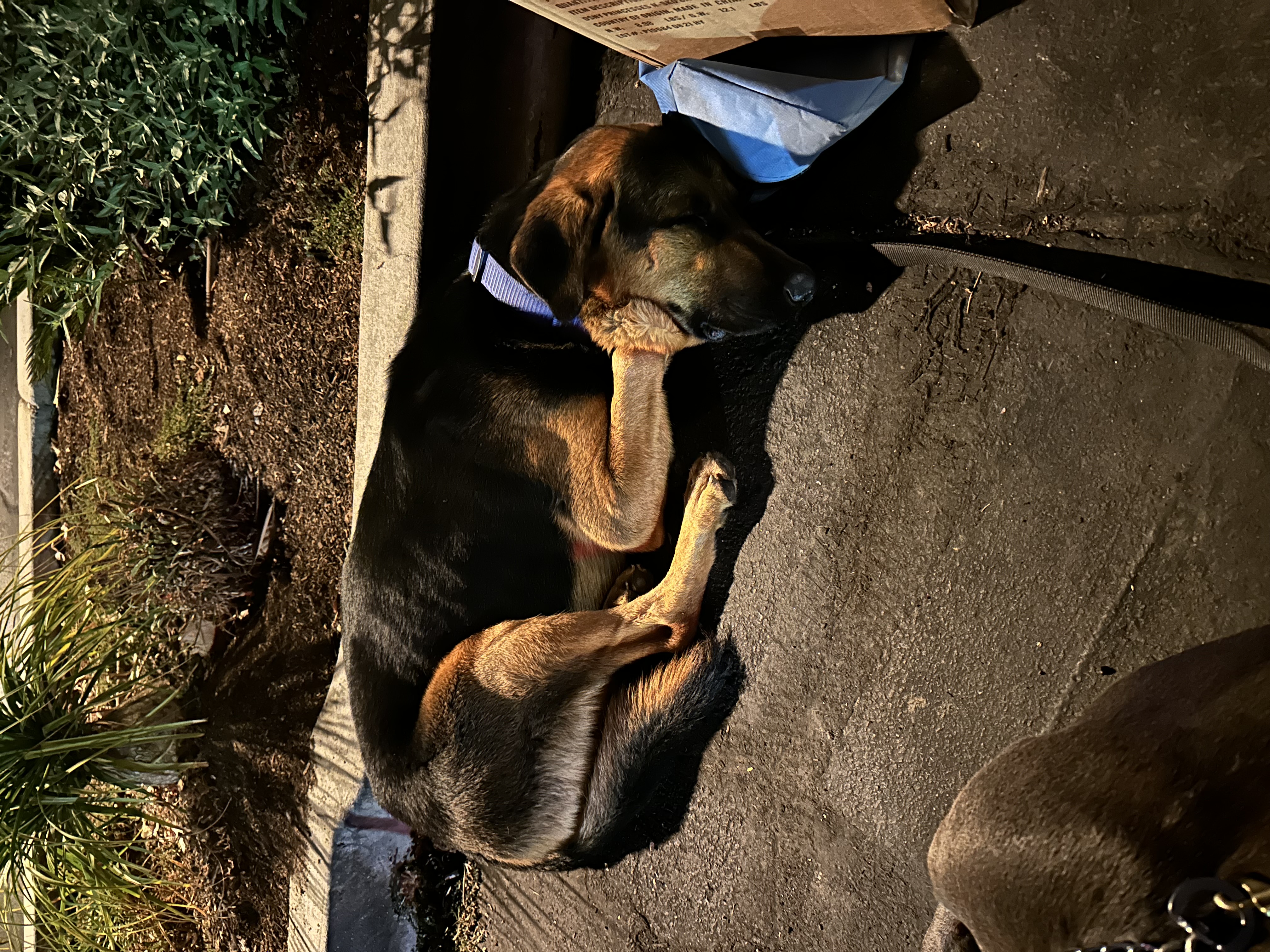 Poncho, a Adoptable mixed breed in Hesperia, CA image 3/5