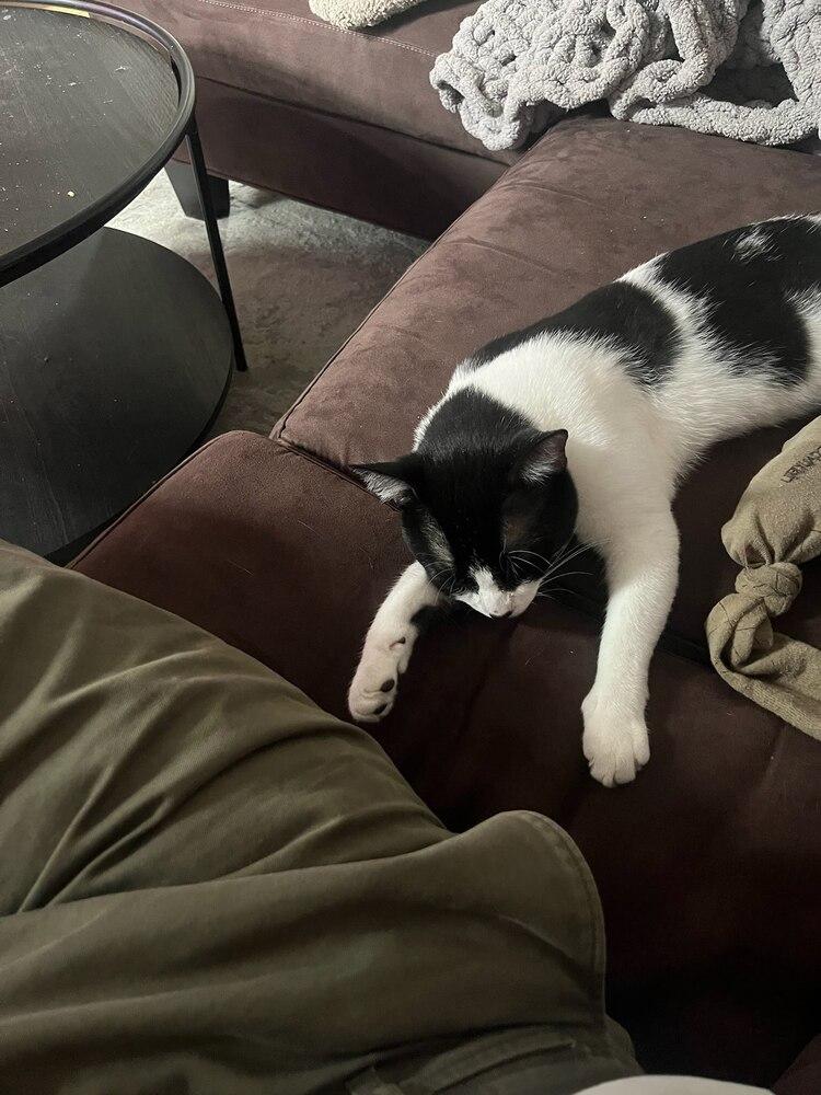 Enlarge Angel Baby, a Adoptable Domestic Short Hair in Patchogue, NY image 2/6